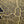 Gold Foil Maps